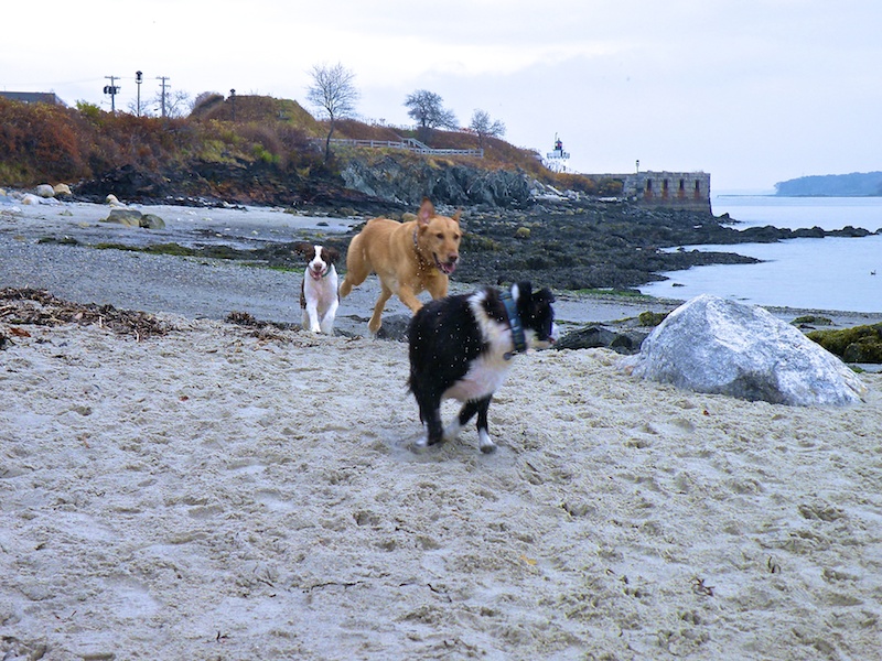 nearest dog friendly beach to me