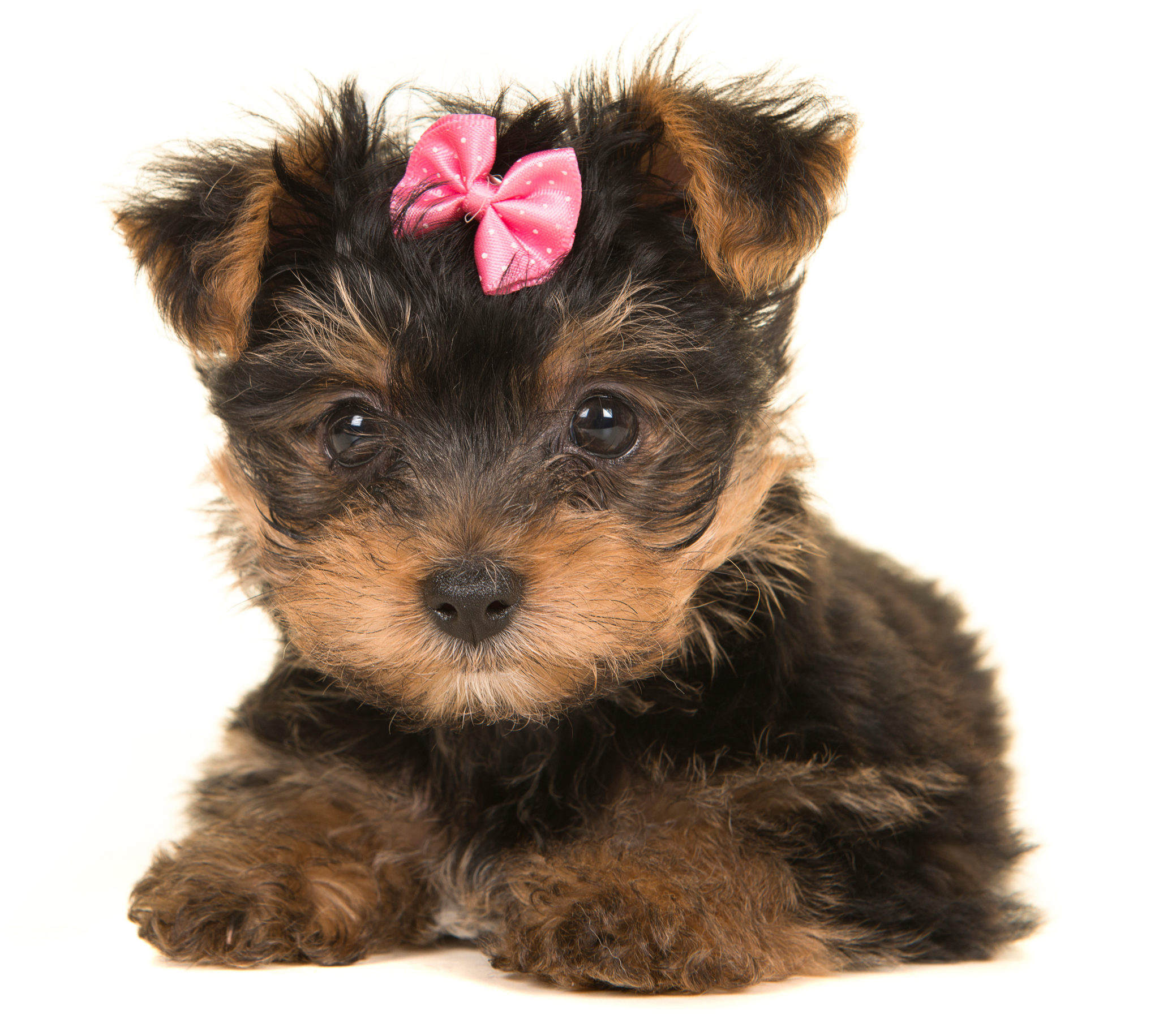 A Guide to Yorkshire Terriers - Embarkvet