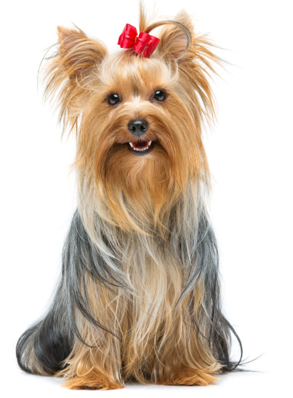 embark yorkie smiling