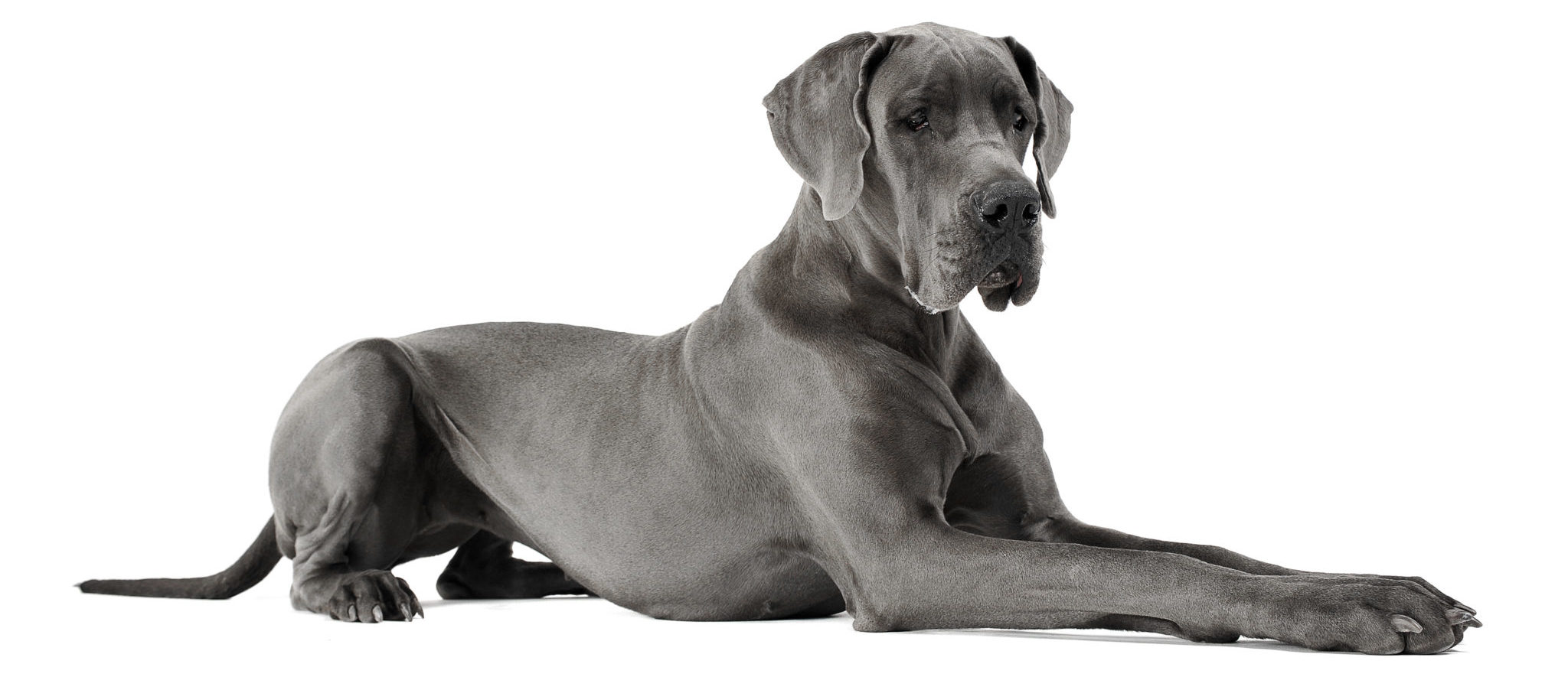 Cash 2.0 great dane