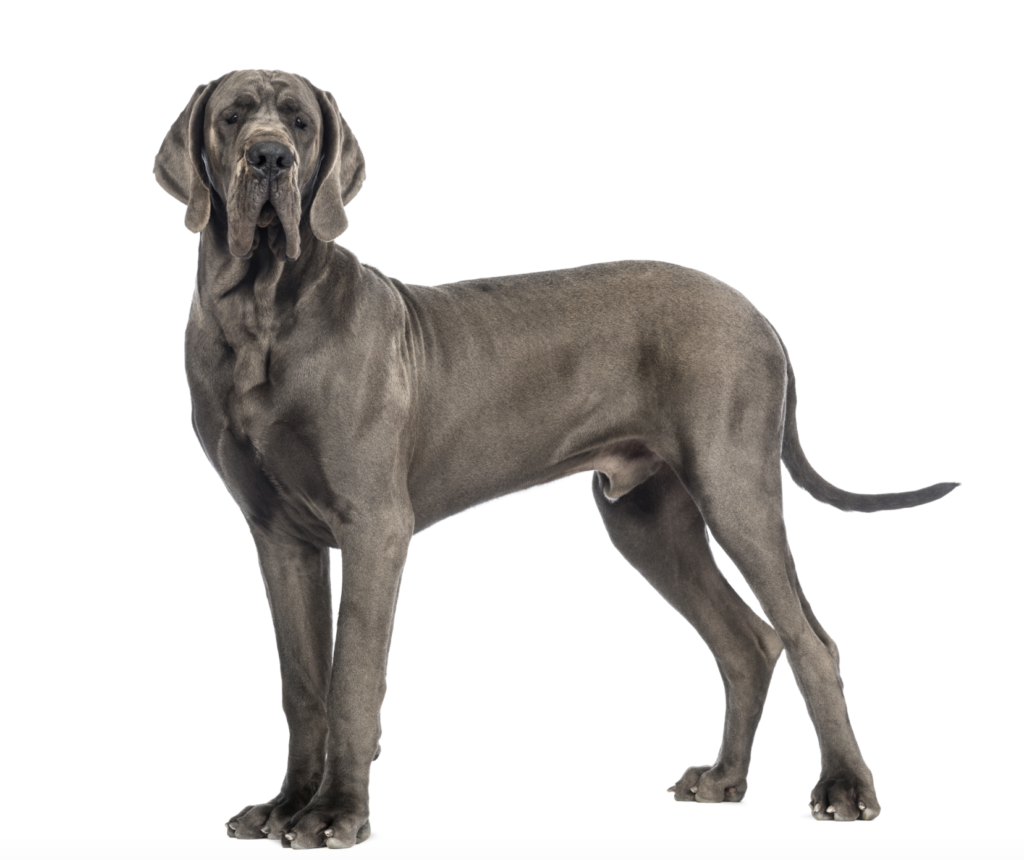 A Guide to Great Danes - Embarkvet