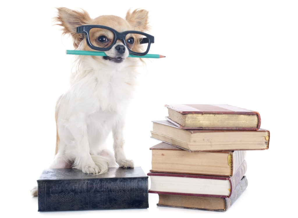 Benefits of Having Dogs in the Classroom Embarkvet