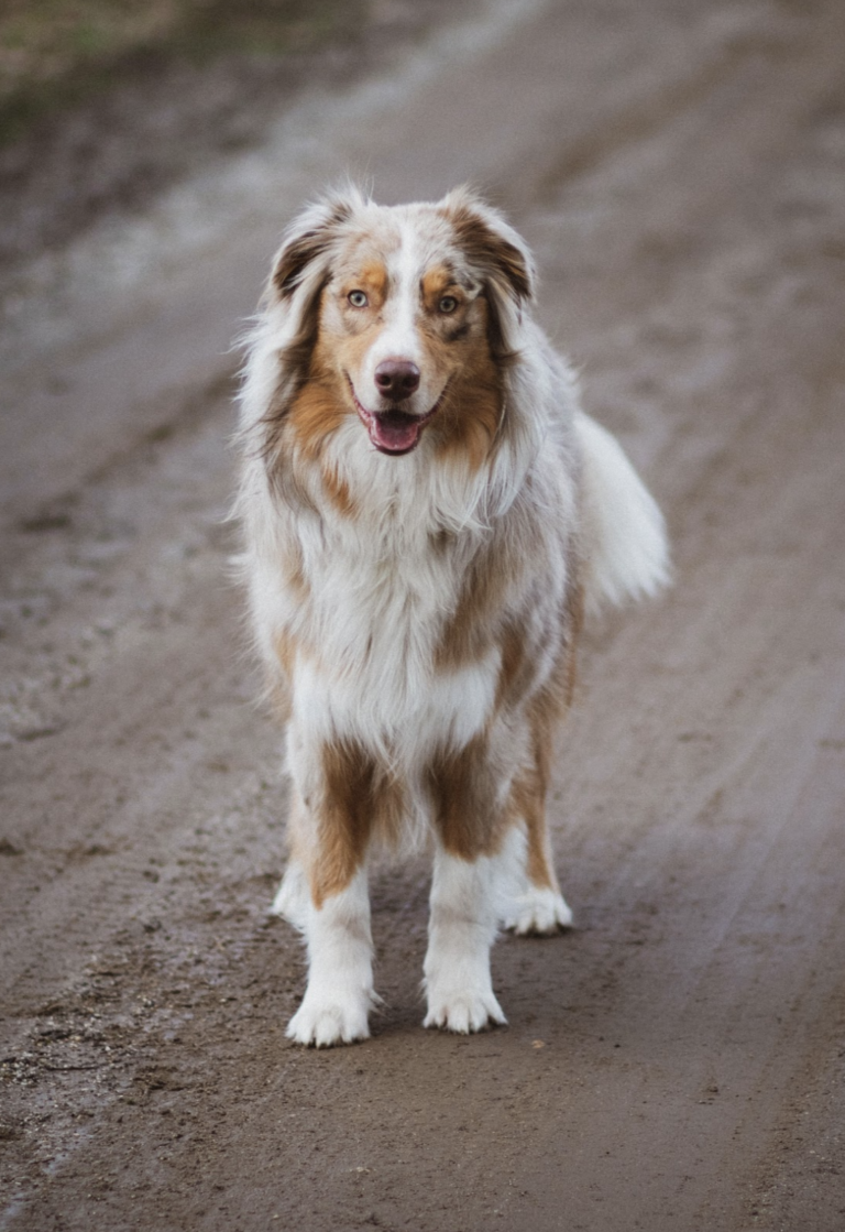 Embark Introduces Merle Coat Color Testing Embarkvet