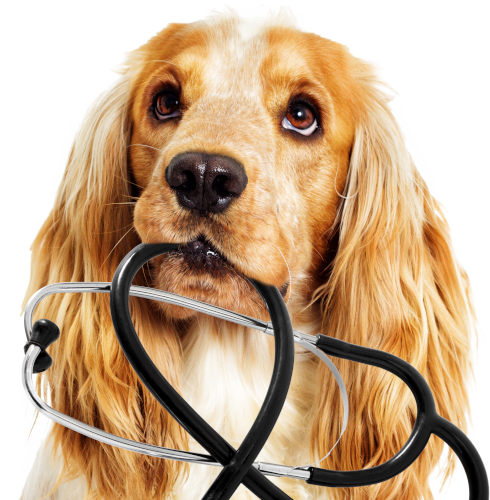 metal playpen for rabbits