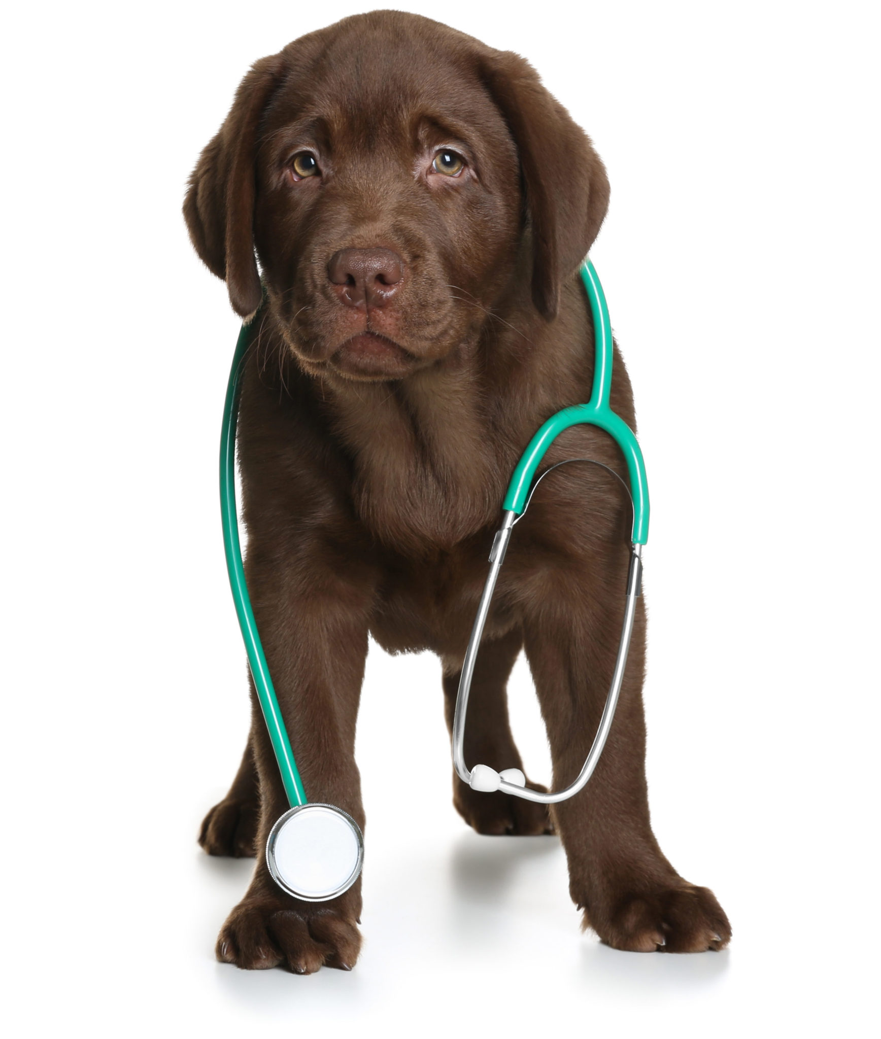 chocolate lab puppy with stethoscope canine health