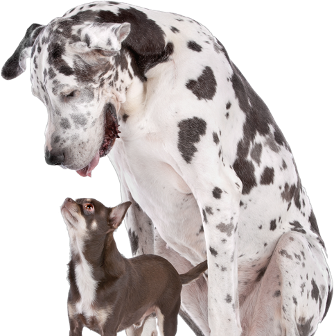 dog coat color genetic testing