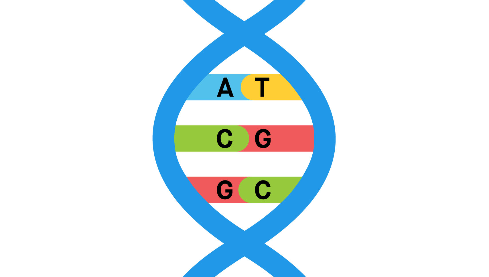 Chromosome with basepairs