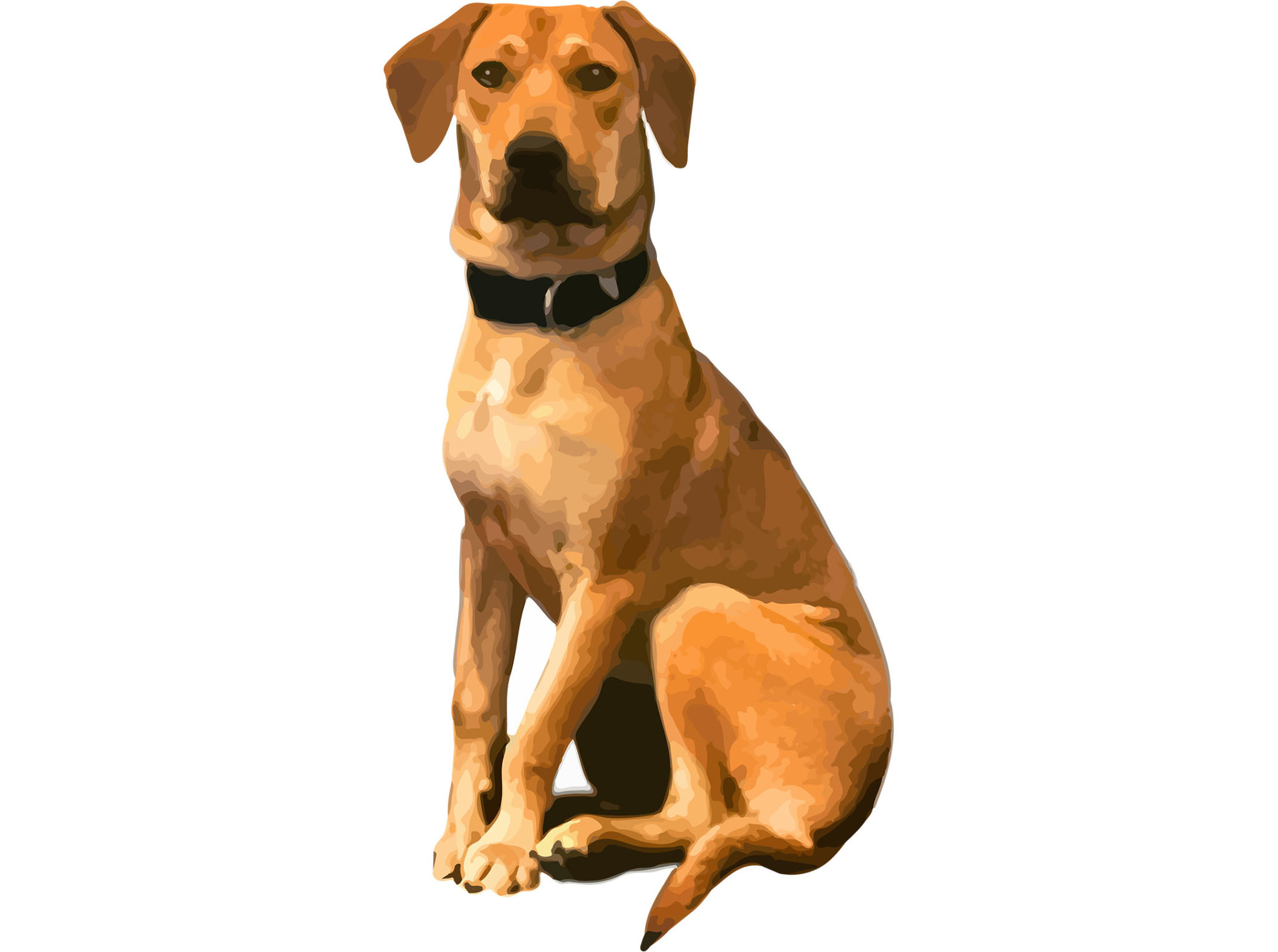 Duke vector