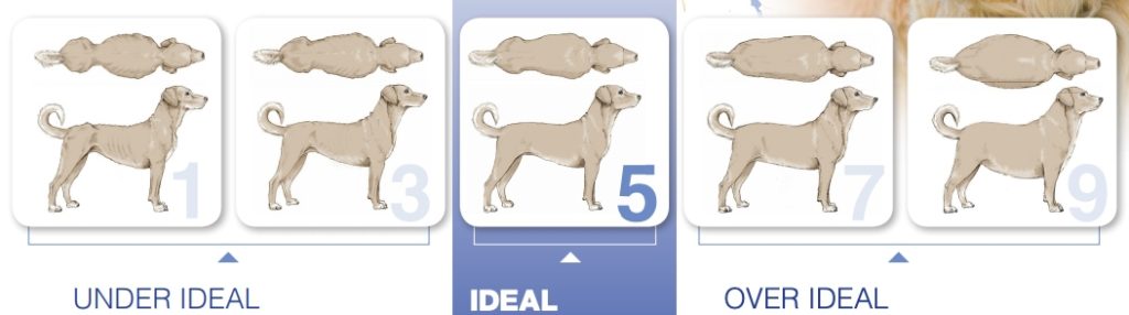 Body Condition Scale for Dogs