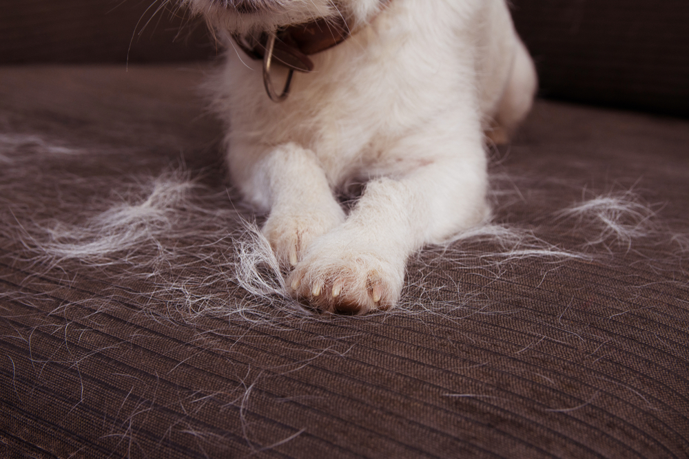 heavy shedding dogs