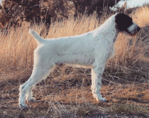 Laura is currently using Embark Veterinary to test the German Wirehaired Pointer Sire pictured above