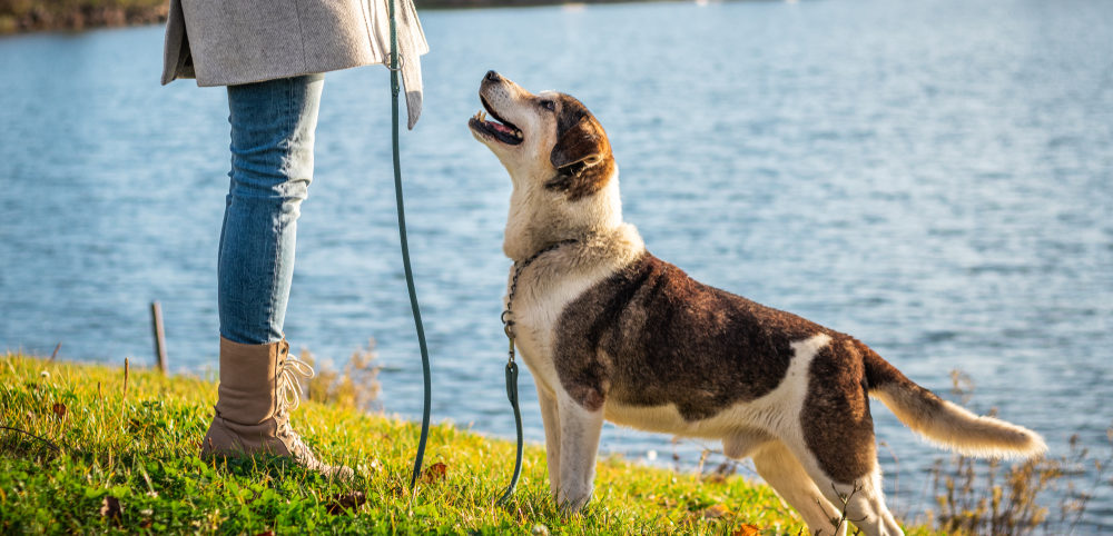 potty training adopted dog