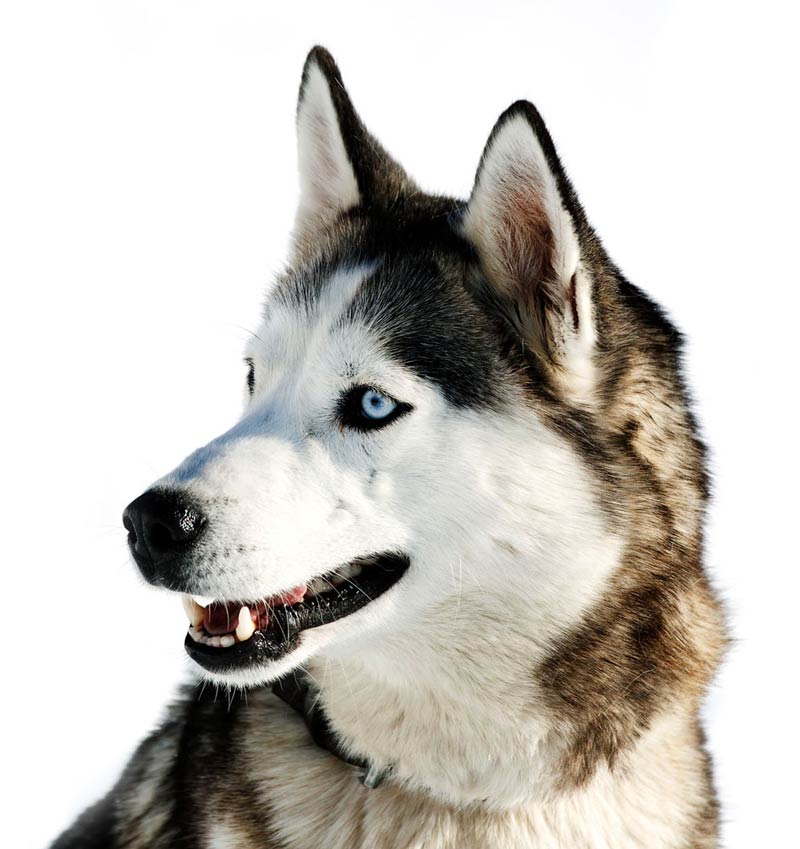 siberian husky