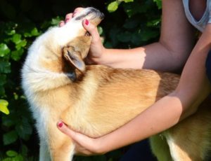 norwegian lundehund bending neck