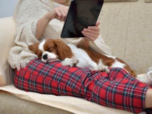 cavalier king charles spaniel lap dog