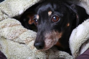 dachshund under blanket