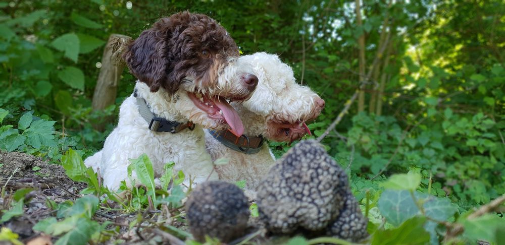 lagotto romagnolo truffles