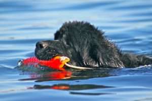 newfoundland water rescue