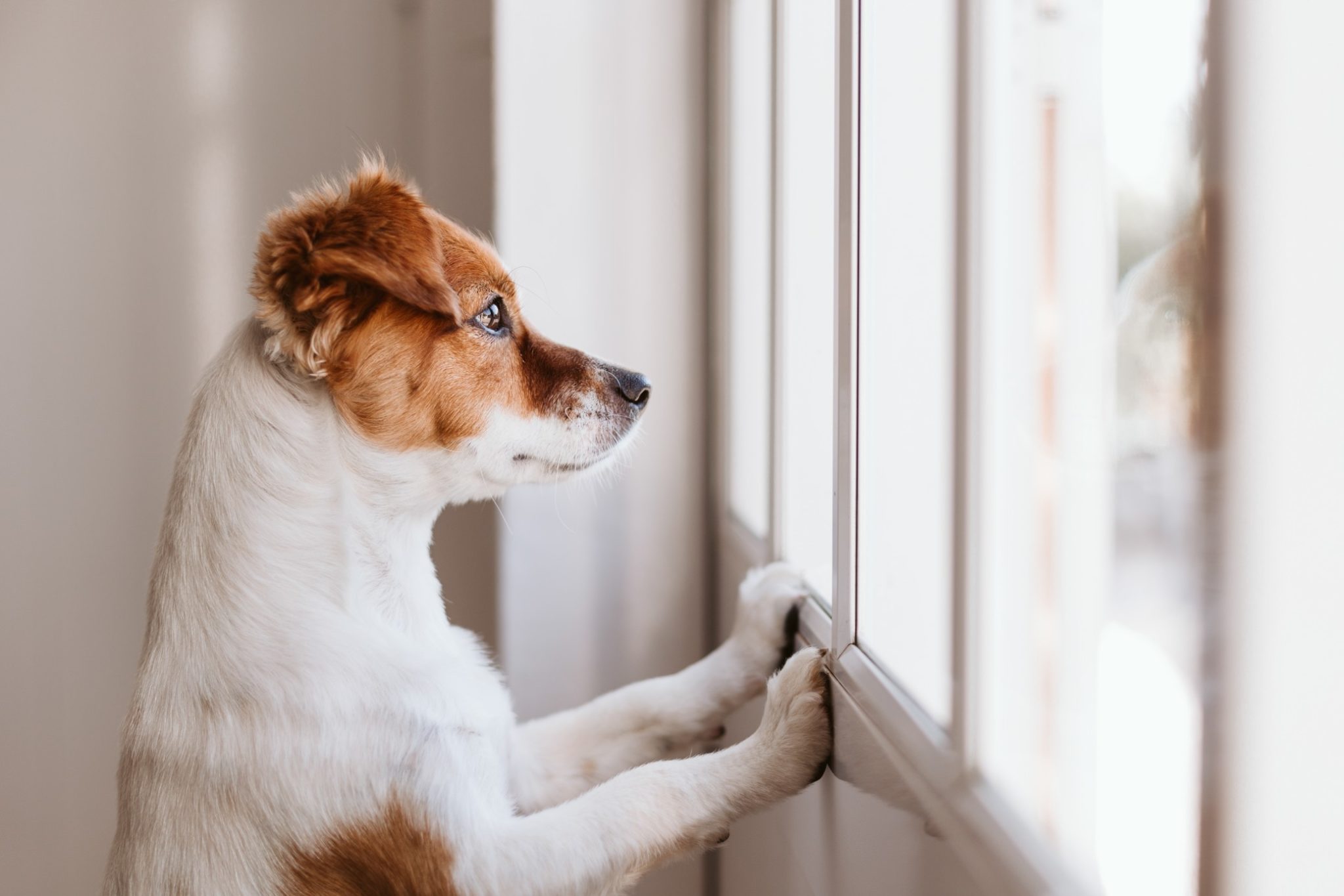 Separation Anxiety in Dogs When Things Go Back to Normal