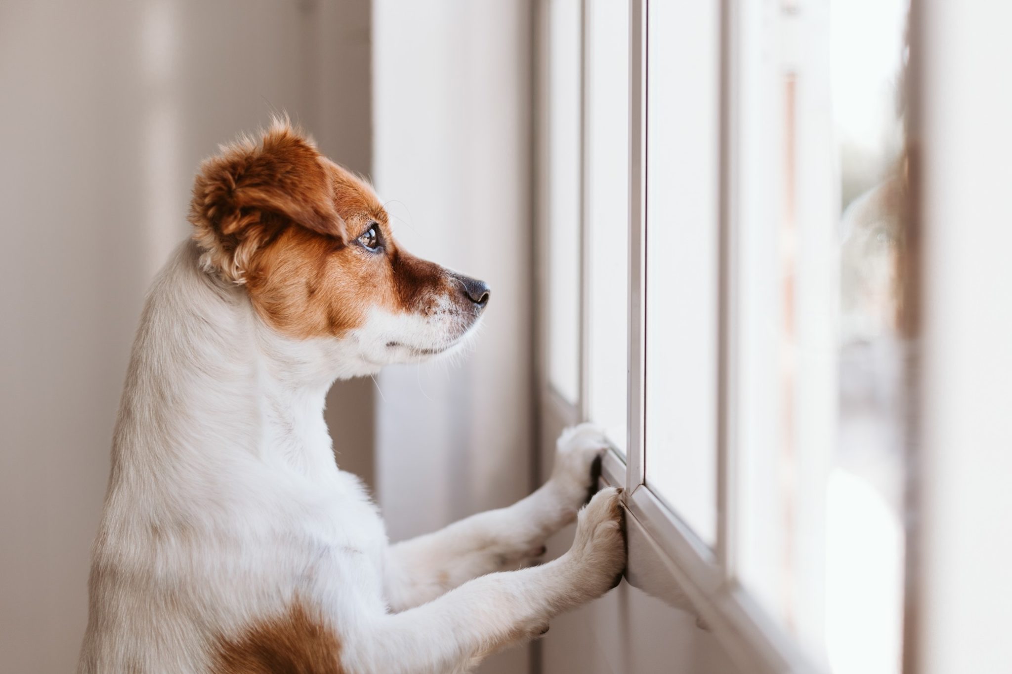 dogs with separation anxiety breeds