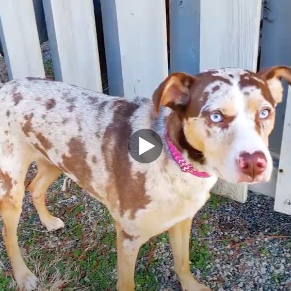 photo from a video about how this dog looks like a catahoula but is not
