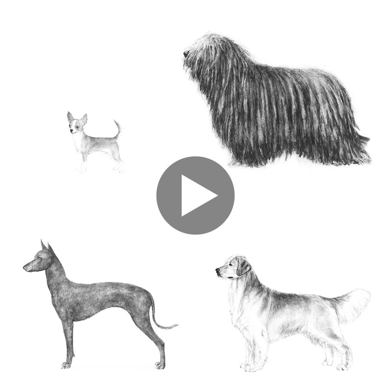 four dogs thumbnail for video about dog coat traits
