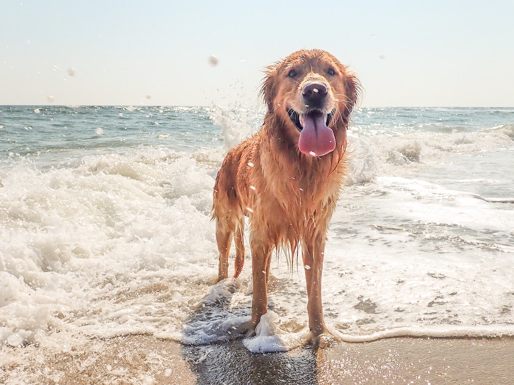 Go to "5 Dog Paw Protection Tips for Summer" article