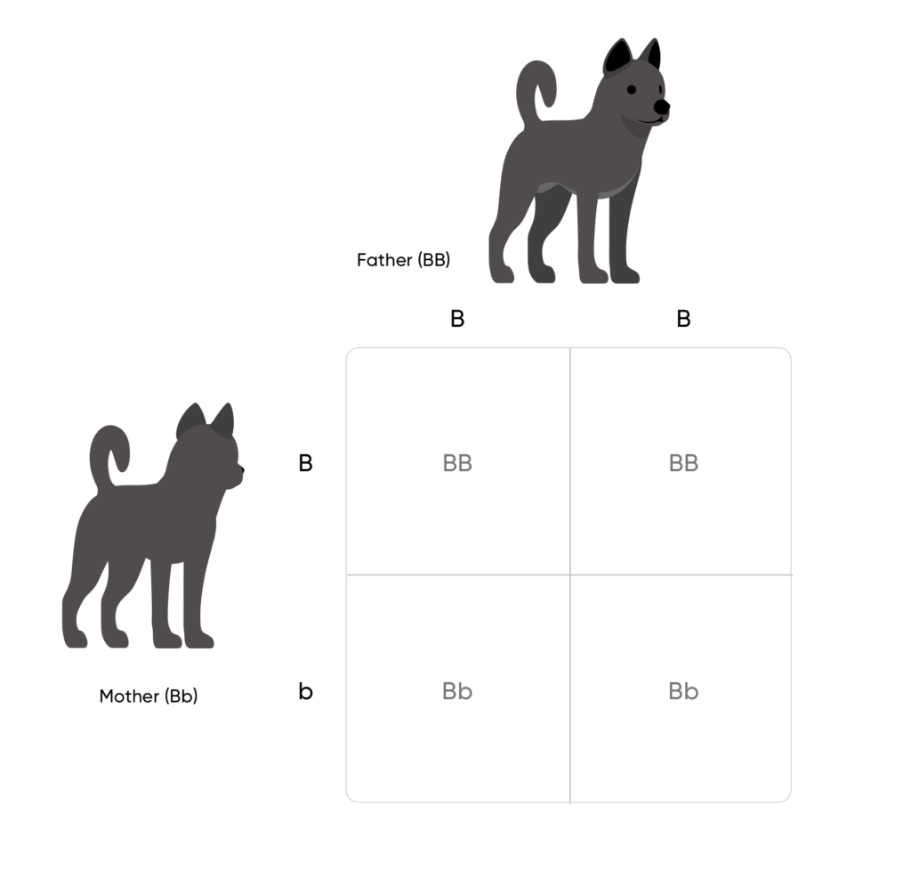 Punnett square with two black dogs uppercase B lowercase b and uppercase B lowercase b