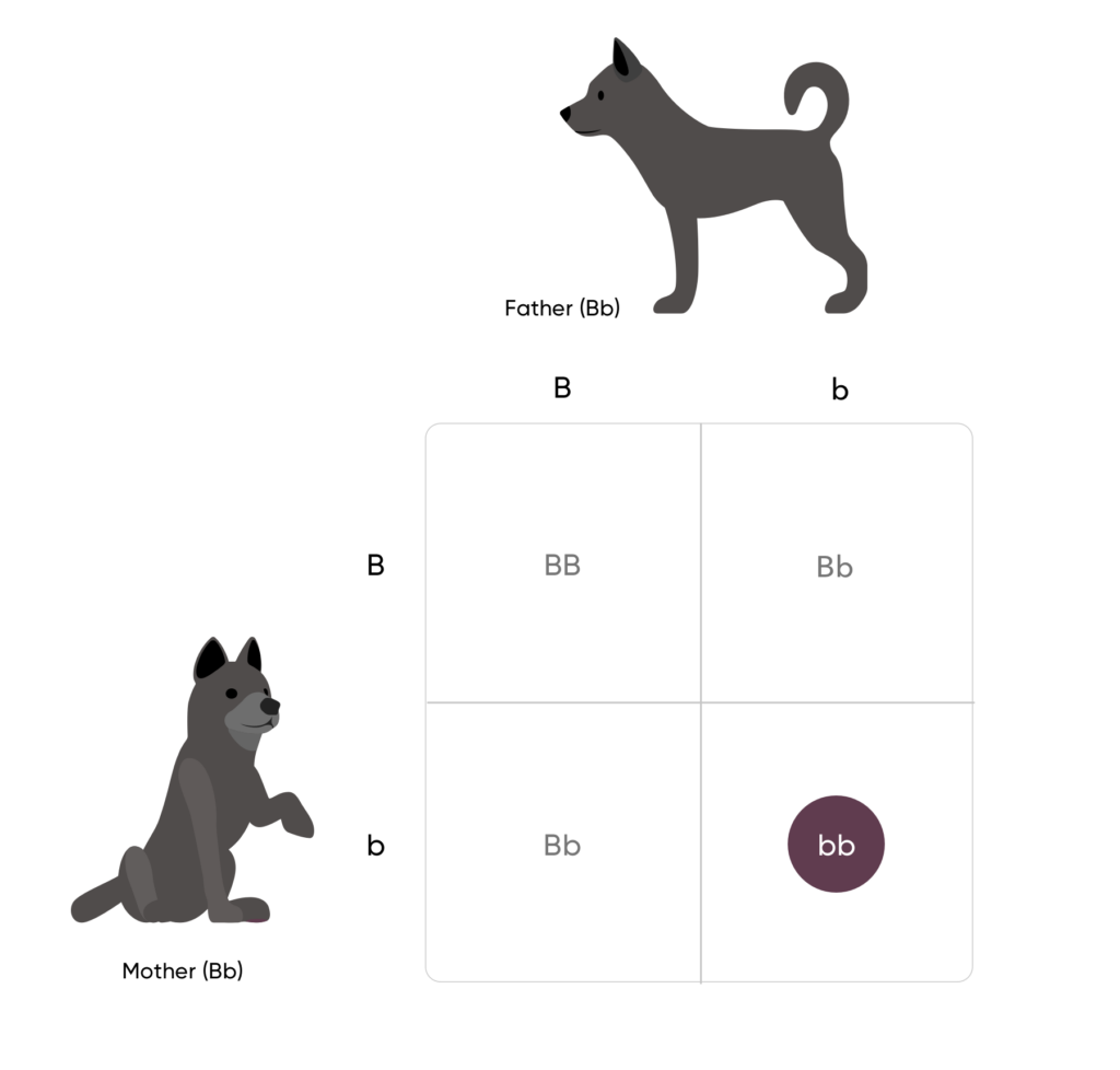Punnett square with two black dogs uppercase B lowercase B and uppercase B lowercase b