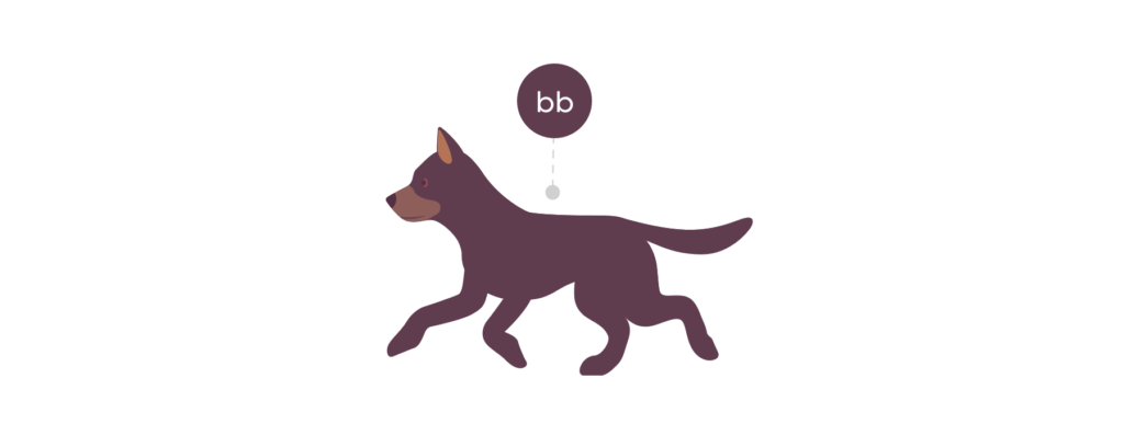 Puppy with brown coat and lowercase b lowercase b genotype