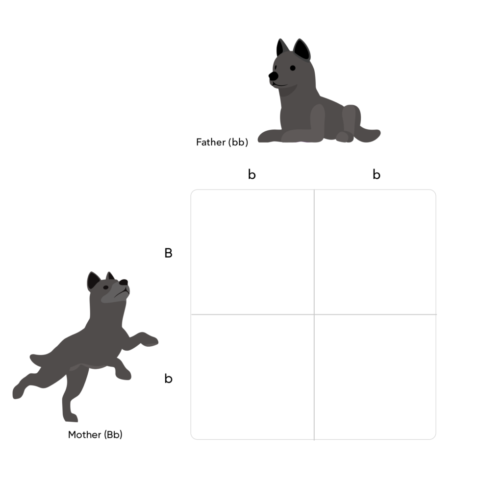 Empty Punnett square with two black dogs lowercase b lowercase b on top and uppercase B lowercase b to the left.