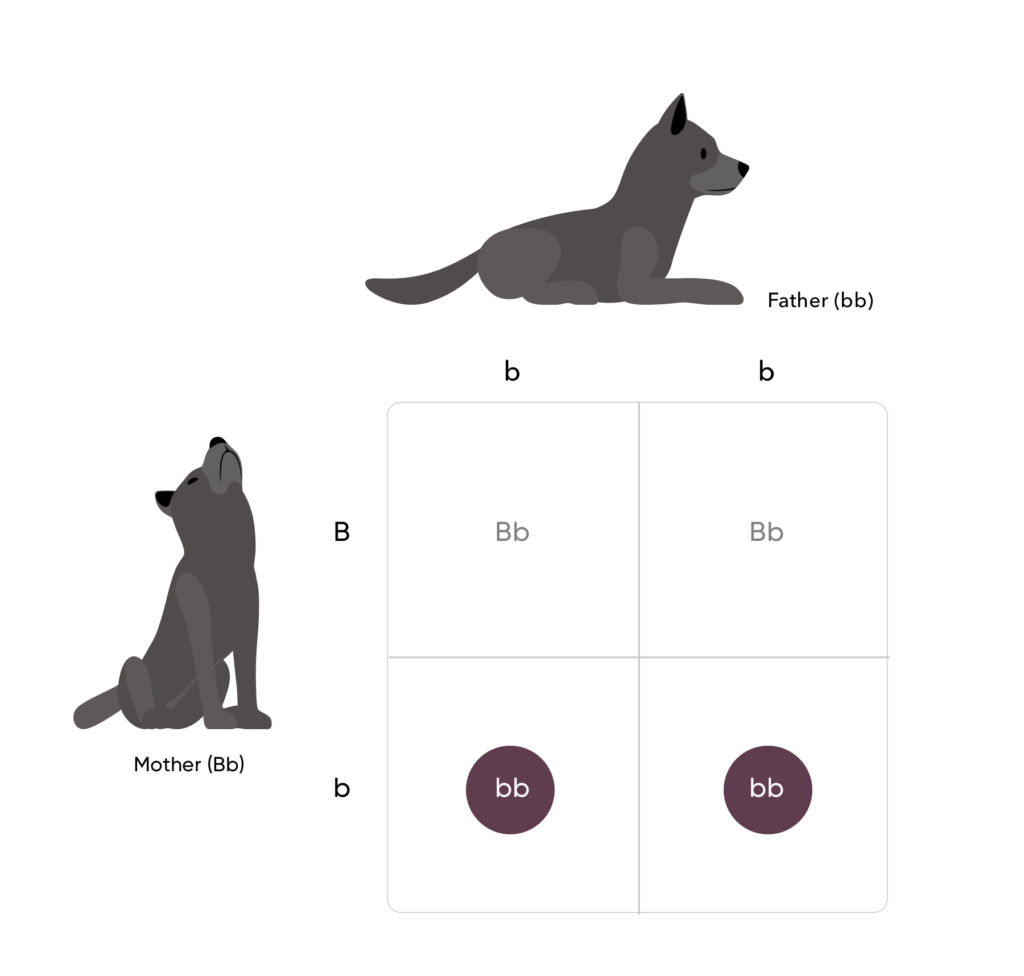 Punnett square with two black dogs lowercase b lowercase b on top and uppercase B lowercase b to the left. From top left to bottom right: uppercase B lowercase, uppercase B lowercase b, lowercase b lowercase b, lowercase b lowercase b.