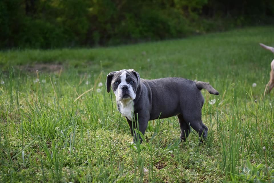 Breeder Spotlight: Jennifer Cook