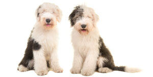 old english sheepdogs