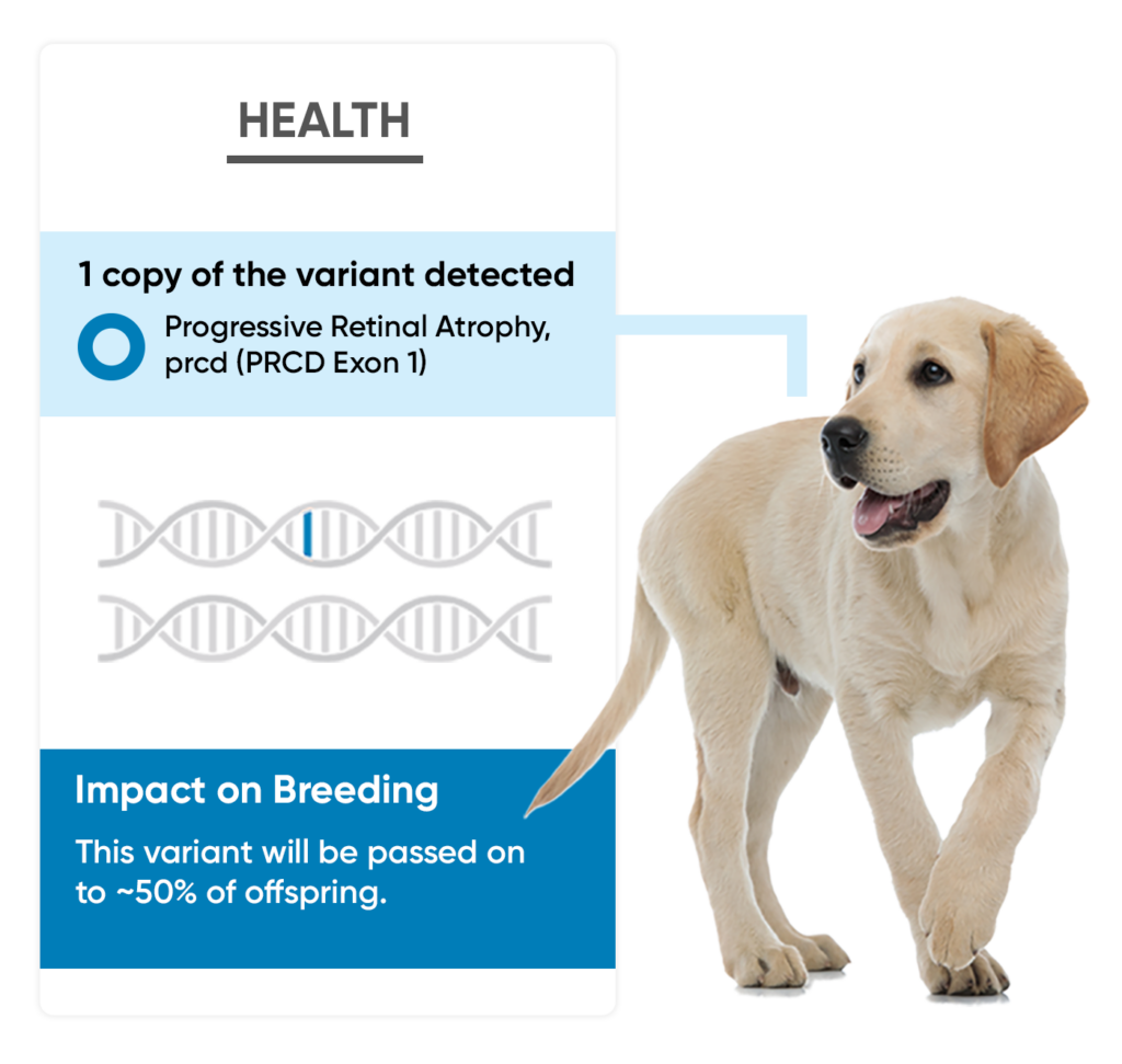 Embark for Labrador Retrievers Embarkvet