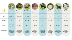 Decode Your Dog s Coat Type and Length Embarkvet