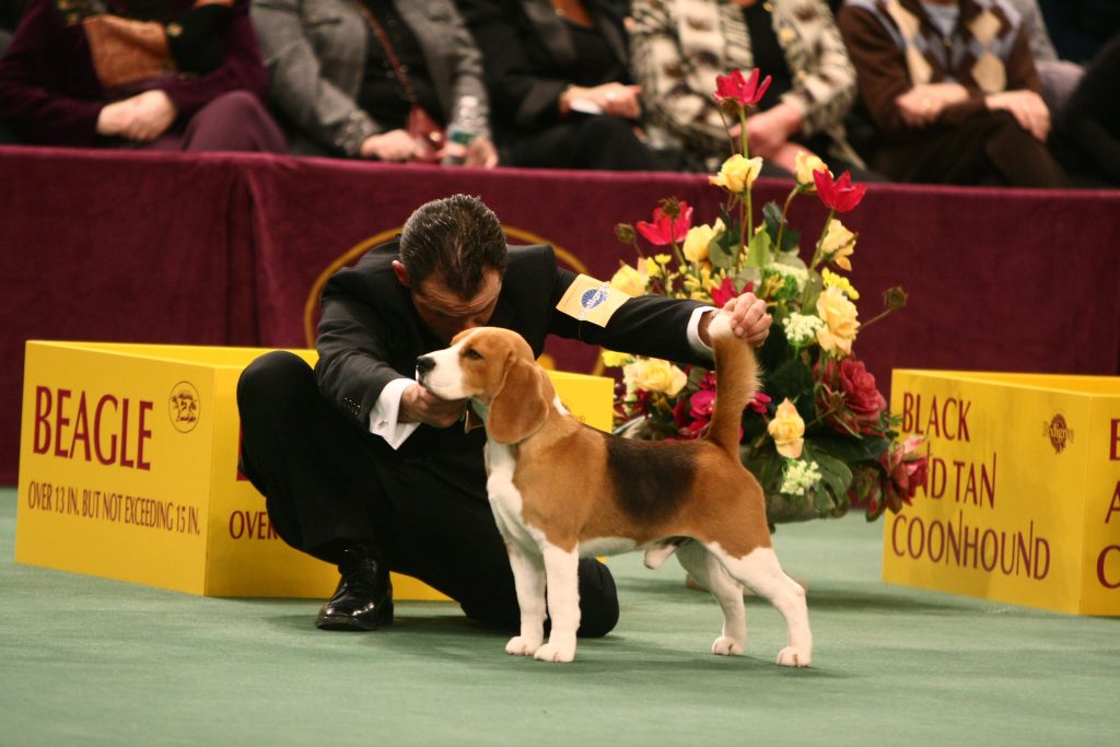 Uno the Westminster Champion Beagle