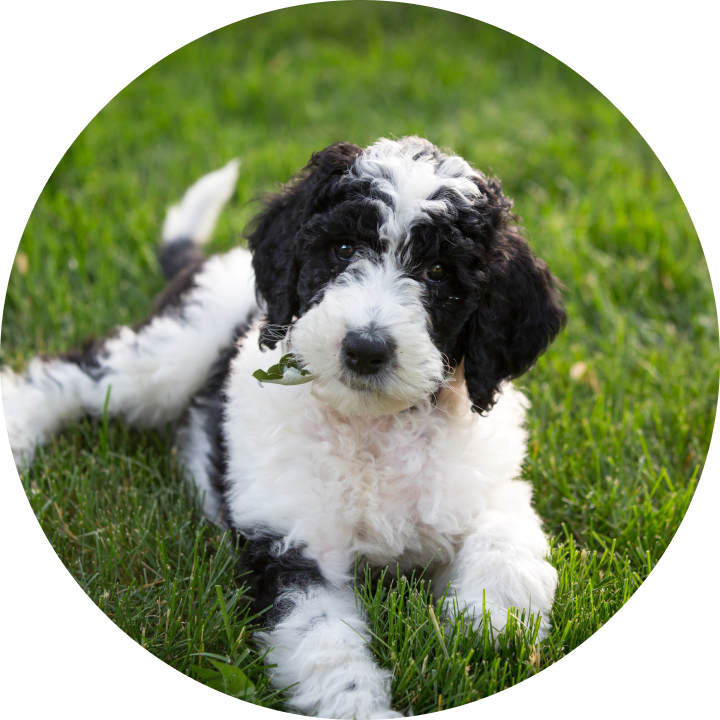 Sheepadoodle