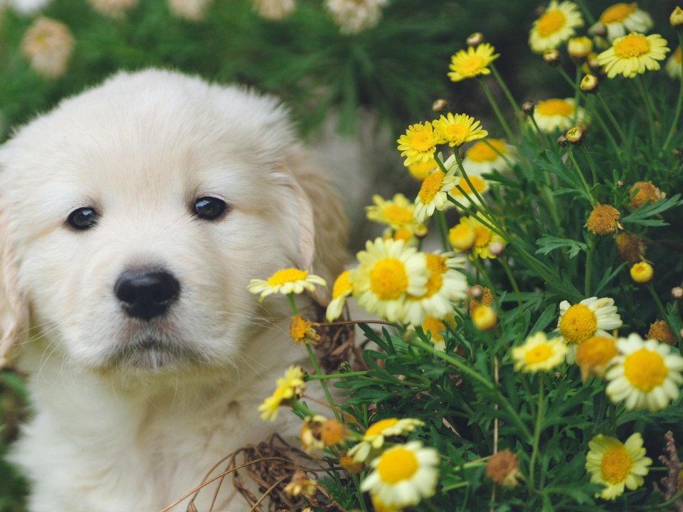 Go to "Signs of Allergies in Dogs: Types and What to Look For" article