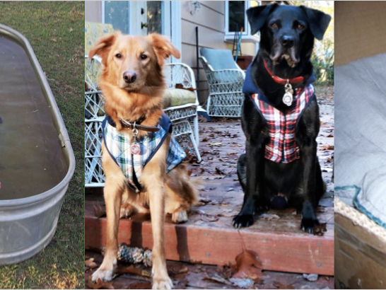 Go to "Embark Connects Two Sibling Pups With New Relative Finder" article