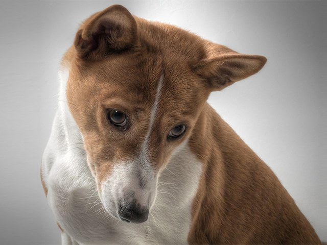 Go to "Surprise! What You Need to Know About Your Basenji Mix" article