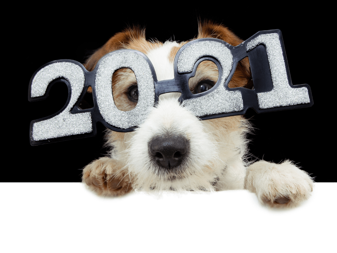 Go to "2021 Year in Review: Discoveries in Dog Science" article