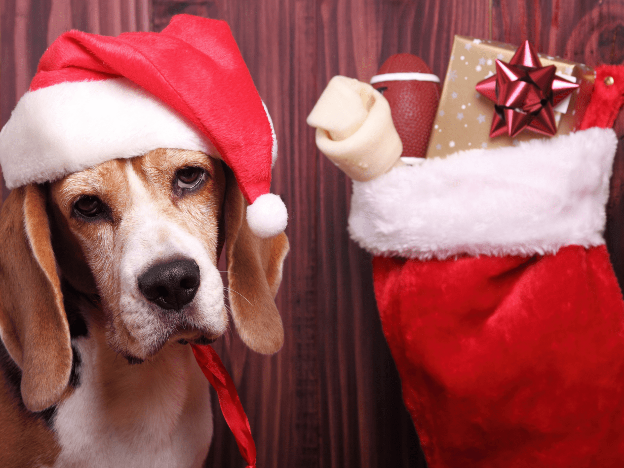 Go to "The Best Dog Stocking Stuffers" article