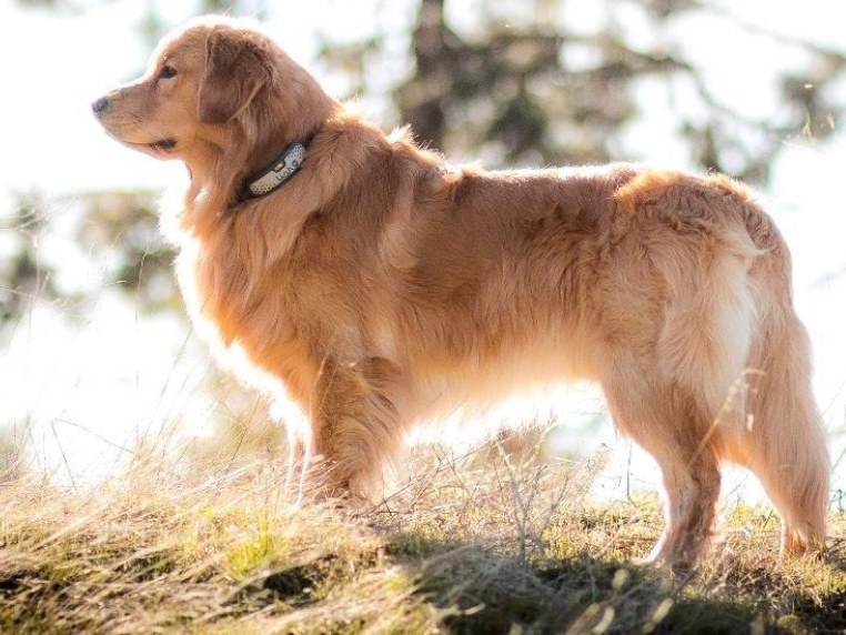 Go to "9 Ways To Use a Dog GPS Tracker To Manage Your Dog’s Health" article