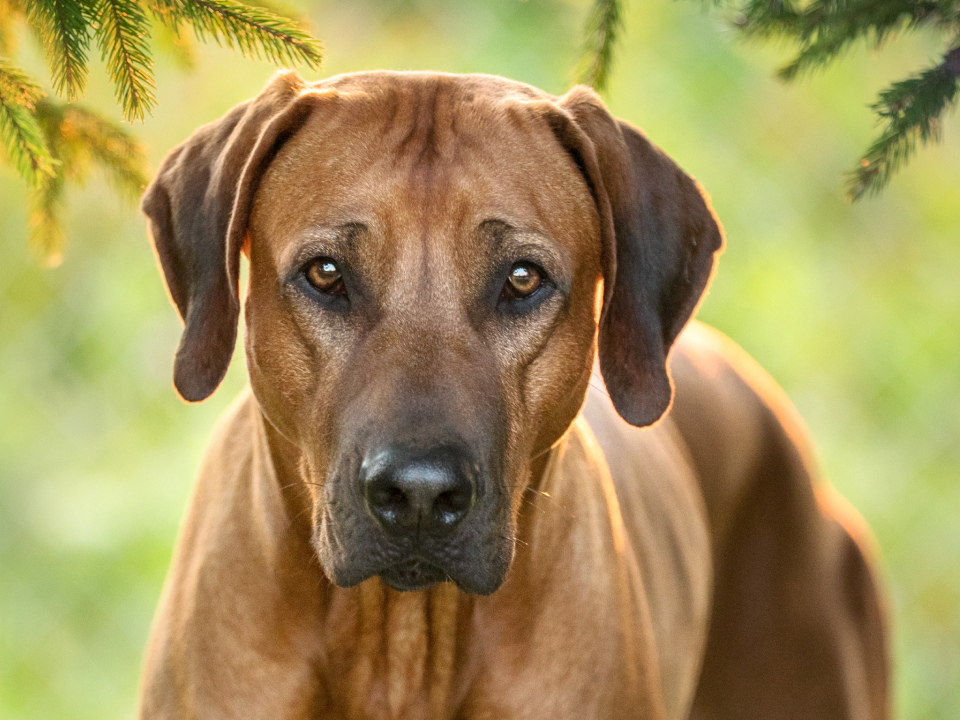 Go to "Embark Discovers Variant Associated with Hearing Loss in Rhodesian Ridgebacks" article