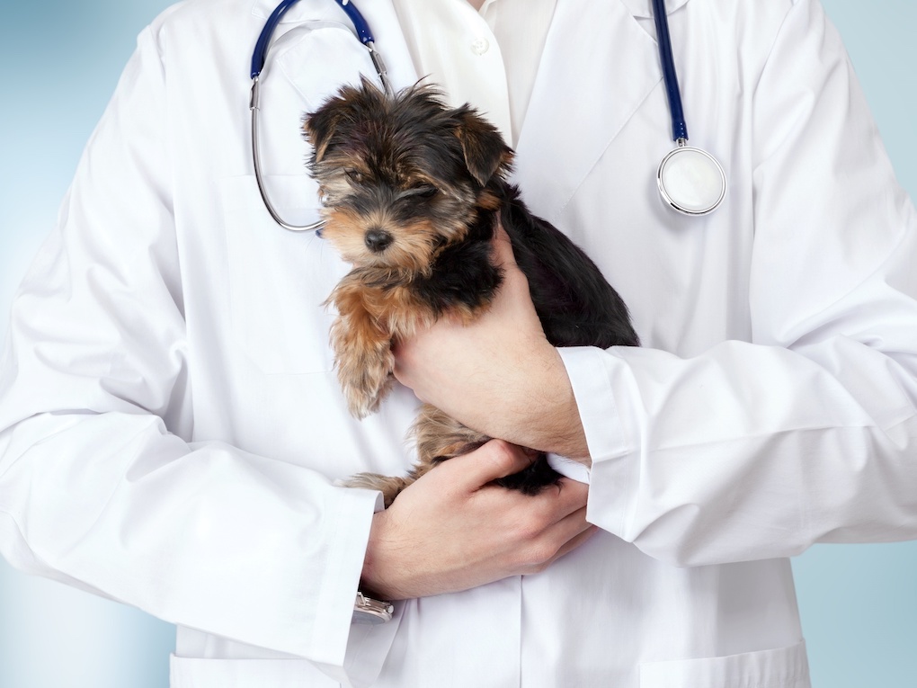 Go to "How Veterinarians Can Interpret and Communicate Genetic Health Results" article