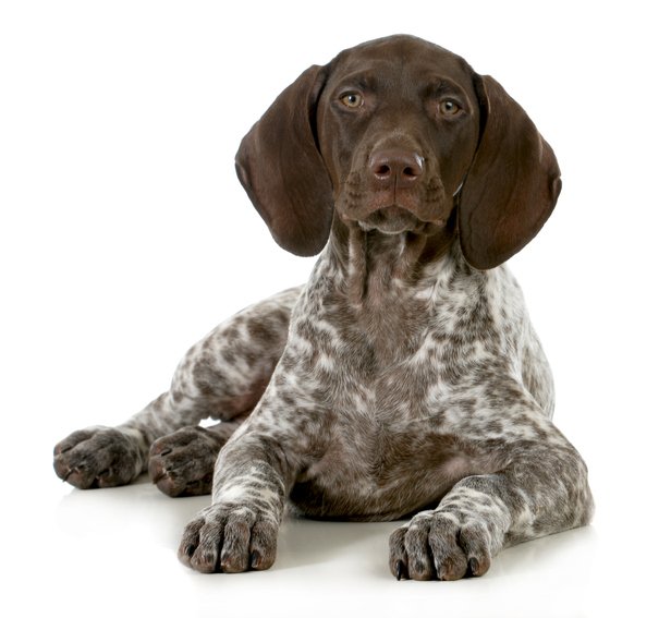 German Shorthaired Pointer lying down against a while background