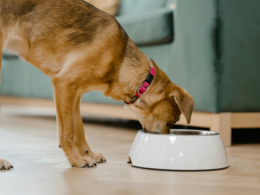 Go to "Dog Food and Nutrition: Why DNA Matters" article