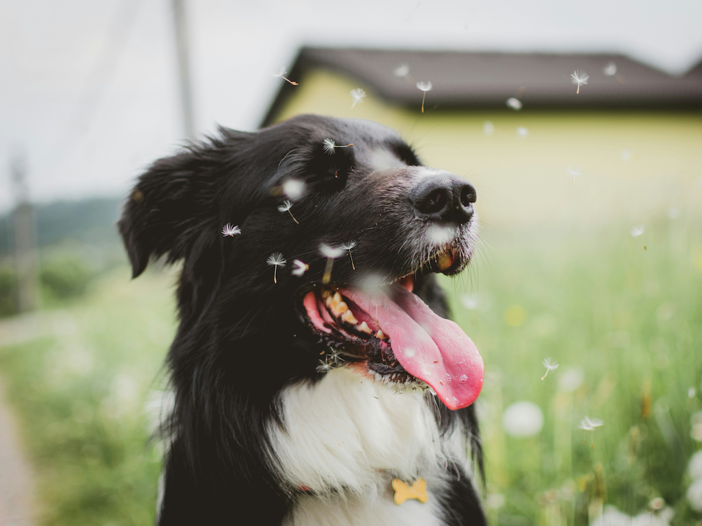 Go to "Seasonal Allergy Relief for Dogs: What You Need to Know" article