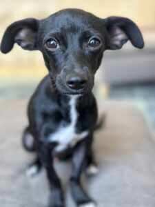 A black and white dog with large bat-like ears 